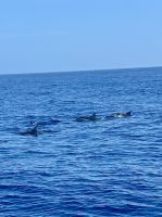 in ganzen Familien...