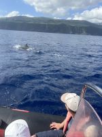 nein, kein Wal - wieder Delfine