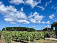 die Weinreben beim Nachbarn...