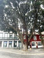 Rundgang in Angra do Heroismo 