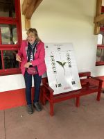 Besuch der Teeplantage Gorreana