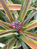 Ananasplantage - blühende Ananas