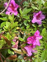 Im Park in Angra do Heroísmo