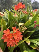 Im Park in Angra do Heroísmo