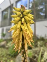 Im Park in Angra do Heroísmo