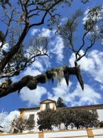 Im Park in Angra do Heroísmo