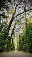 Parque Terra Nostra, São Miguel, Povoação, Azores, Portugal