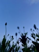 Terceira, Agra Do Heroísmo, Azores, Portugal