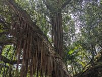 29. Terra Nostra Naturpark, Furnas, Azoren