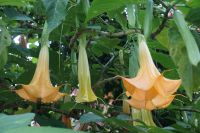30. Terra Nostra Naturpark, Furnas, Azoren