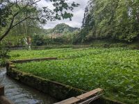 33. Terra Nostra Naturpark, Furnas, Azoren