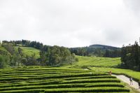 41. Teeplantage Gorreana, Sao Miguel, Azoren