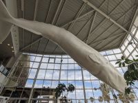 65. Einkaufszentrum Ponta Delgada, Sao Miguel, Azoren