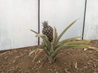 69. Ananasplantage Ponta Delgada, Sao Miguel, Azoren