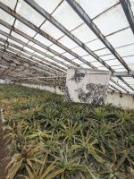 72. Ananasplantage Ponta Delgada, Sao Miguel, Azoren