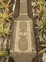 73. Ananasplantage Ponta Delgada, Sao Miguel, Azoren