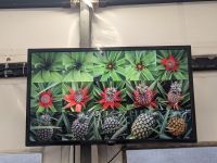 76. Ananasplantage Ponta Delgada, Sao Miguel, Azoren