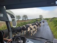 77. Gegenverkehr auf den Azoren