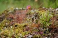 79. Auffahrt zum Vista do Rei, Sao Miguel, Azoren