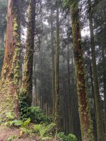 82. Sete Cidades, Aussichtspunkt auf Lagoa Azul und Lagoa Verde, Sao Miguel, Azoren
