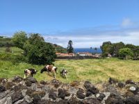 88. Capelas, Sao Miguel, Azoren