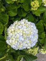 93. Ethnografisches Museum Capelas, Sao Miguel, Azoren