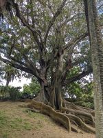 103. Stadtspaziergang Ponta Delgada, Sao Miguel, Azoren