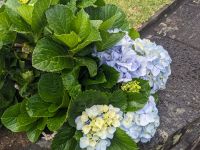 129. Stadtspaziergang in Horta, Faial, Azoren