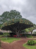 130. Stadtspaziergang in Horta, Faial, Azoren