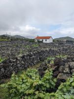 158. Weinanbau auf Pico, Azoren