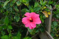 159. Weinanbau auf Pico, Azoren