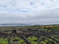 160. Weinanbau auf Pico, Azoren