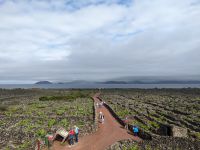 161. Weinanbau auf Pico, Azoren