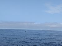 190. Walbeobachtung Horta, Faial, Azoren