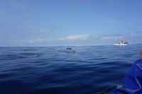 192. Walbeobachtung Horta, Faial, Azoren