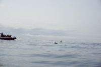 193. Walbeobachtung Horta, Faial, Azoren