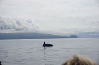 195. Walbeobachtung Horta, Faial, Azoren