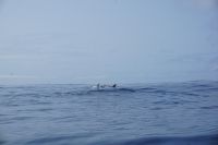 196. Walbeobachtung Horta, Faial, Azoren