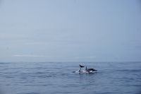 197. Walbeobachtung Horta, Faial, Azoren