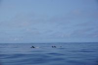 198. Walbeobachtung Horta, Faial, Azoren