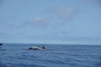 199. Walbeobachtung Horta, Faial, Azoren