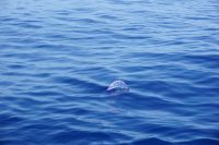 200. Walbeobachtung Horta, Faial, Azoren