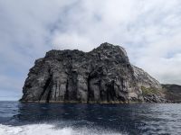 201. Walbeobachtung Horta, Faial, Azoren