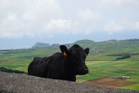 235. Aussichtspunkt Serra do Cume Krater, Terceira, Azoren