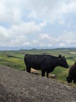 236. Aussichtspunkt Serra do Cume Krater, Terceira, Azoren