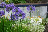 244. Biscoitos Adega Brum, Weinverkostung, Terceira, Azoren