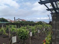 247. Biscoitos Adega Brum, Weinverkostung, Terceira, Azoren