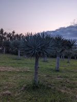 262. Abendspaziergang in Angra do Heroismo, Terceira, Azoren