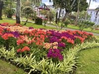 Azoren - Terceira, Angra