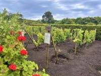 Azoren - Terceira, Weinmuseum